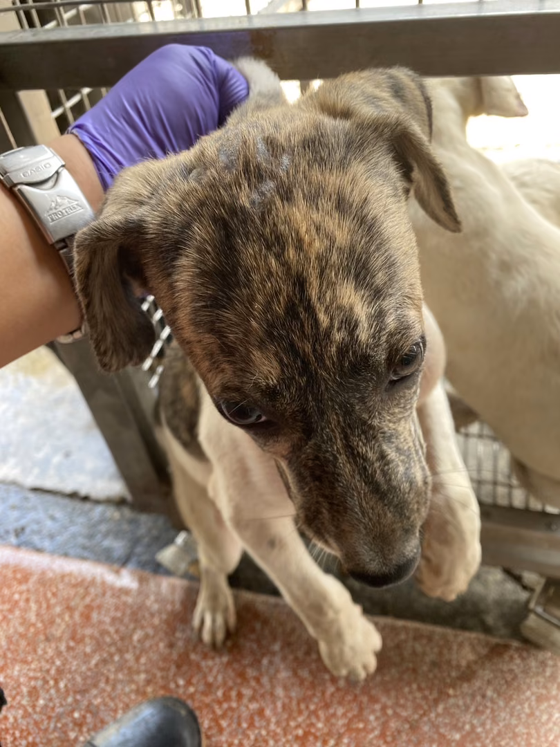 The dog, from the shelter's listing