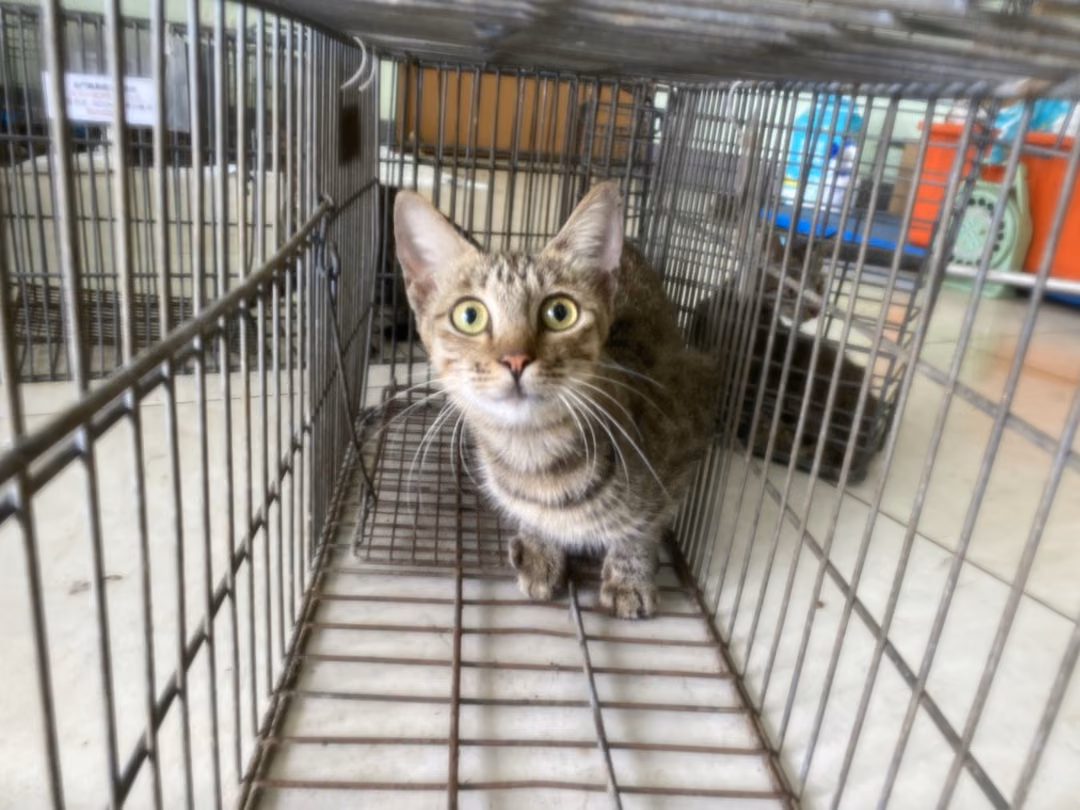 The cat, from the shelter's listing