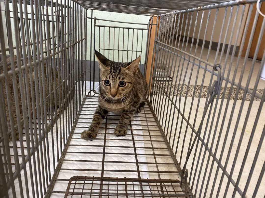 The cat, from the shelter's listing