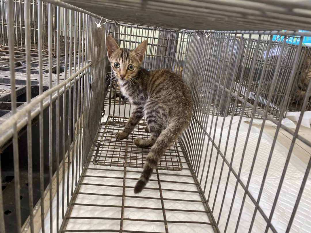 The cat, from the shelter's listing