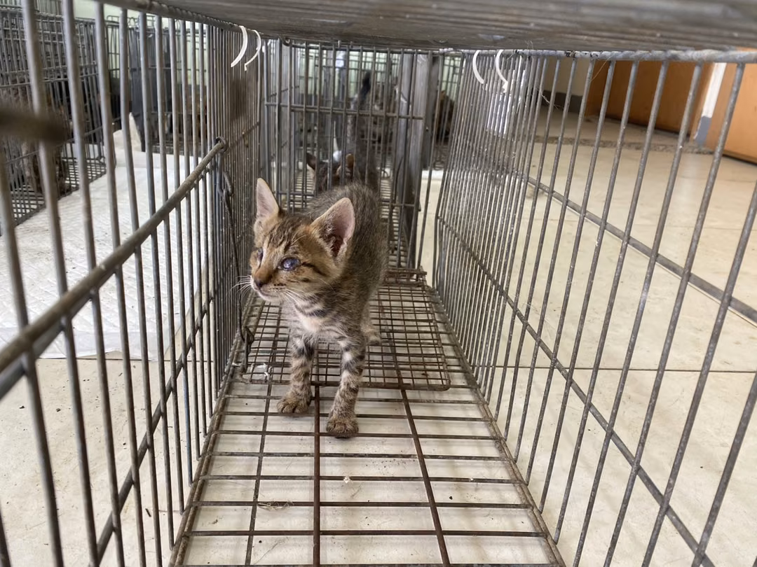 The cat, from the shelter's listing