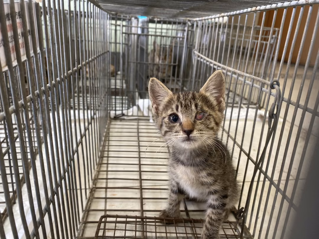 The cat, from the shelter's listing