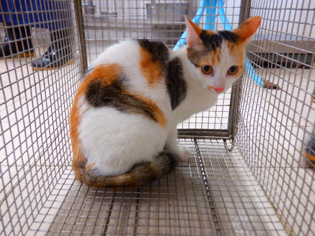 The cat, from the shelter's listing