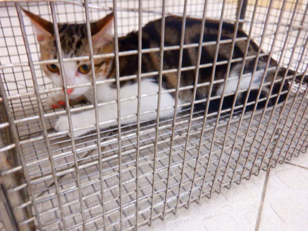 The cat, from the shelter's listing