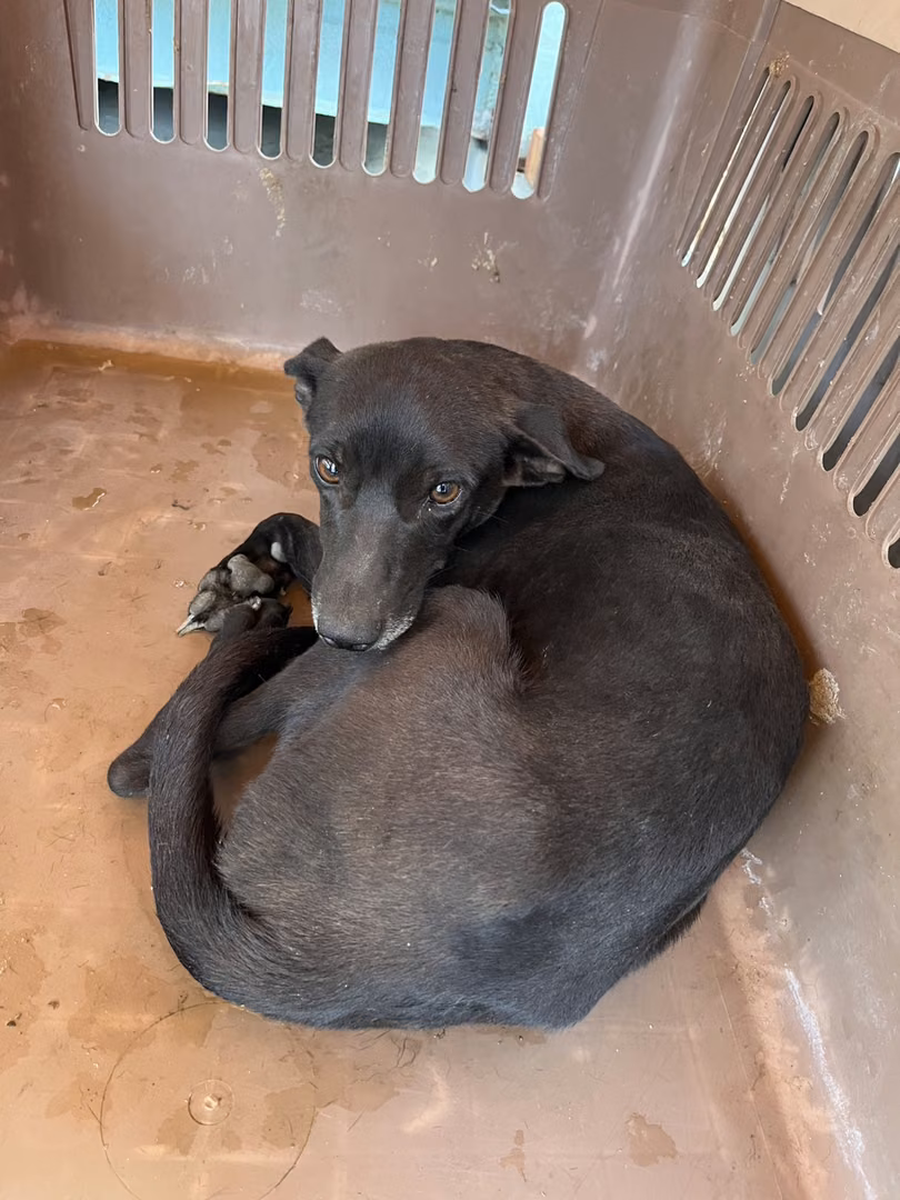 The dog, from the shelter's listing