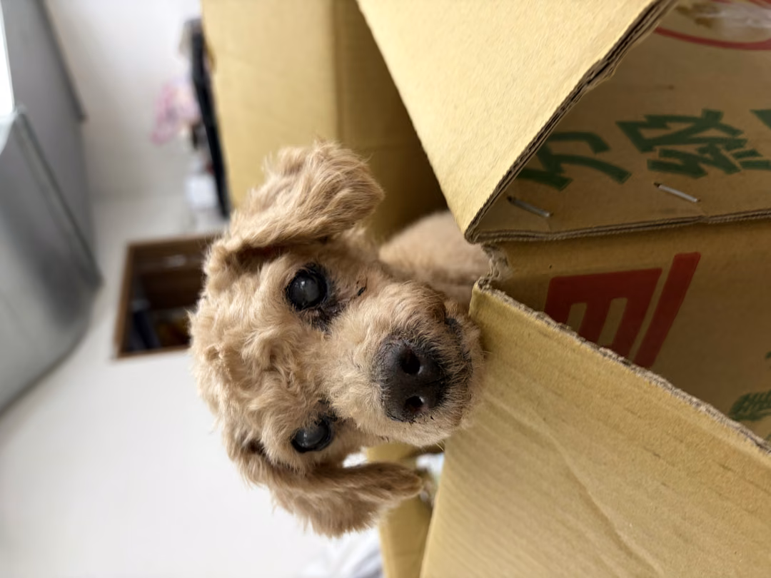 The dog, from the shelter's listing