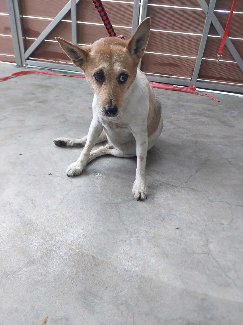 The dog, from the shelter's listing