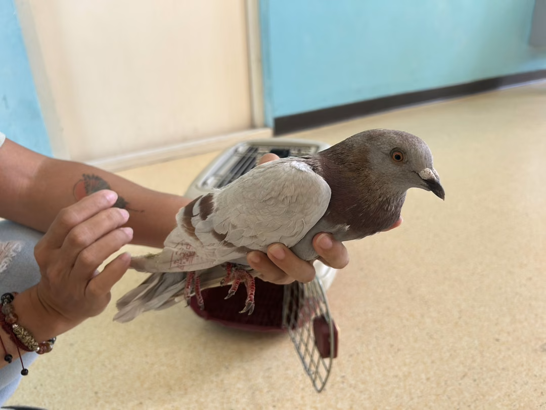 The other, from the shelter's listing