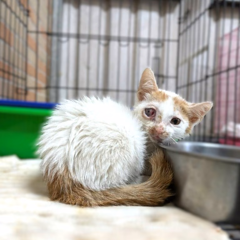 The cat, from the shelter's listing