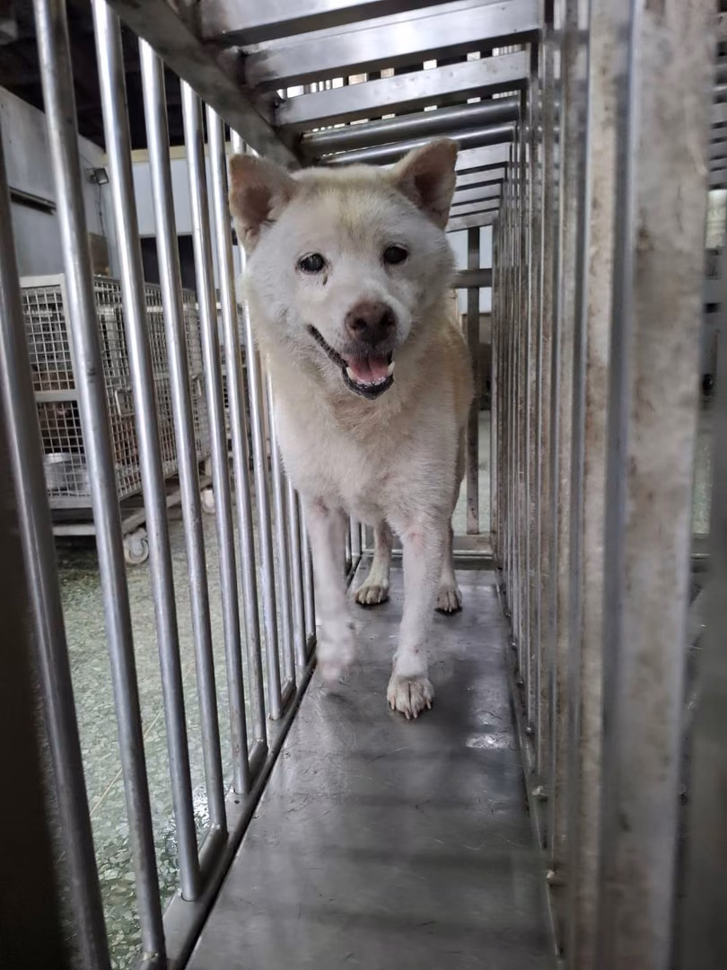 The dog, from the shelter's listing