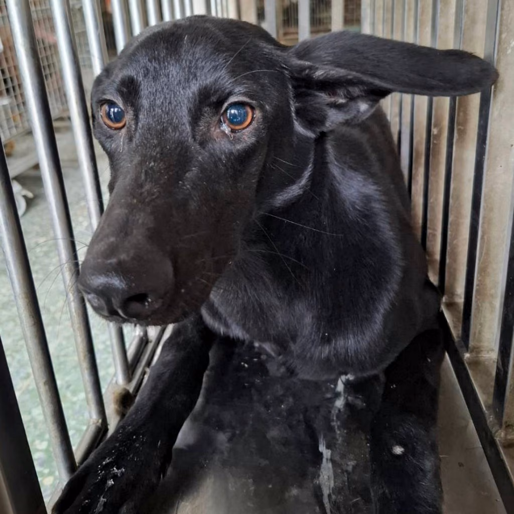 The dog, from the shelter's listing