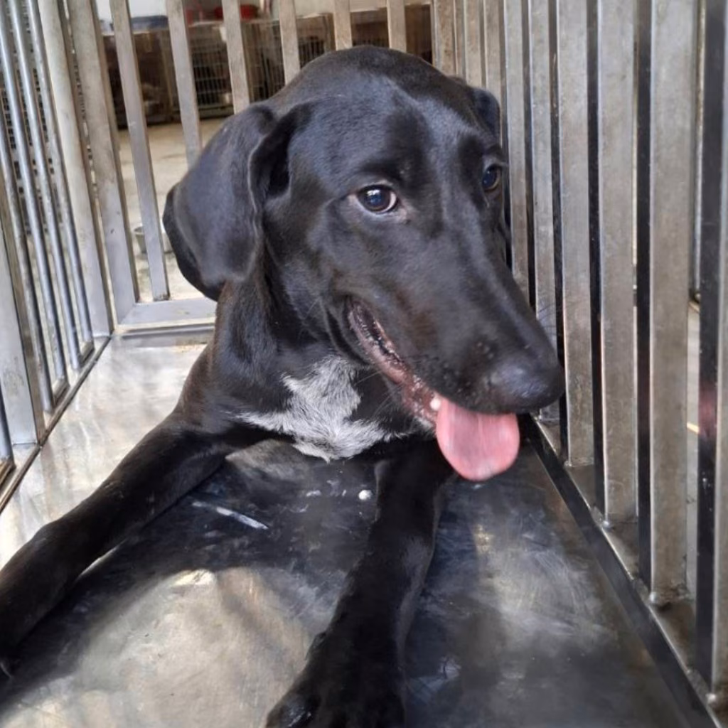 The dog, from the shelter's listing