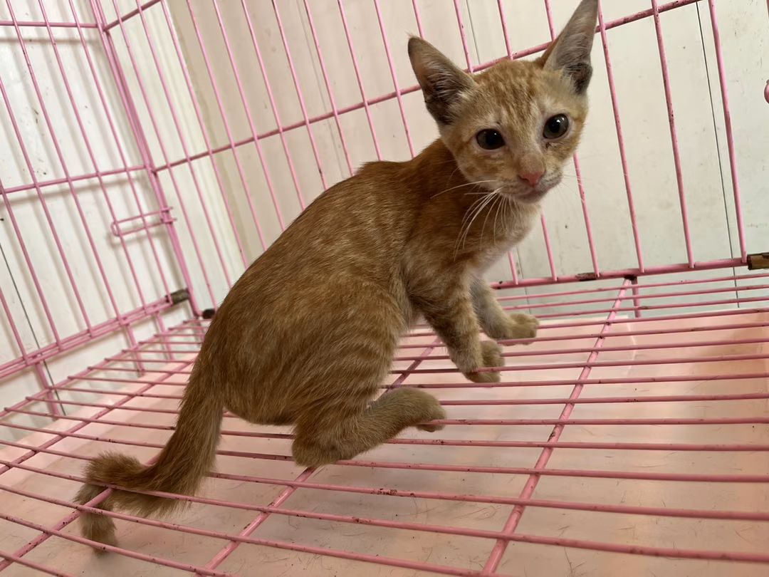 The cat, from the shelter's listing