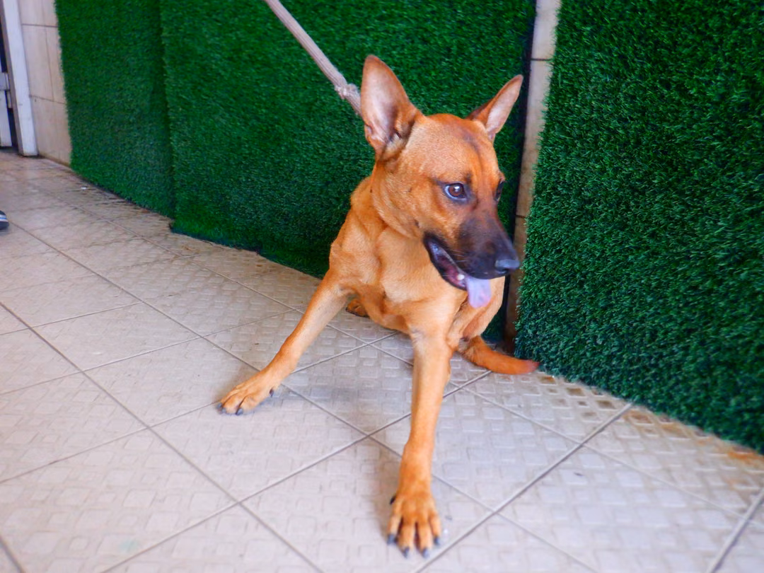 The dog, from the shelter's listing
