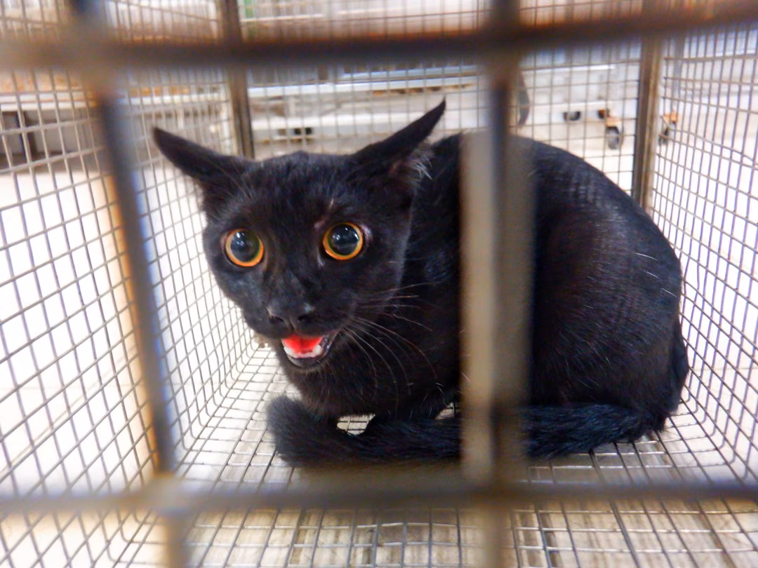 The cat, from the shelter's listing