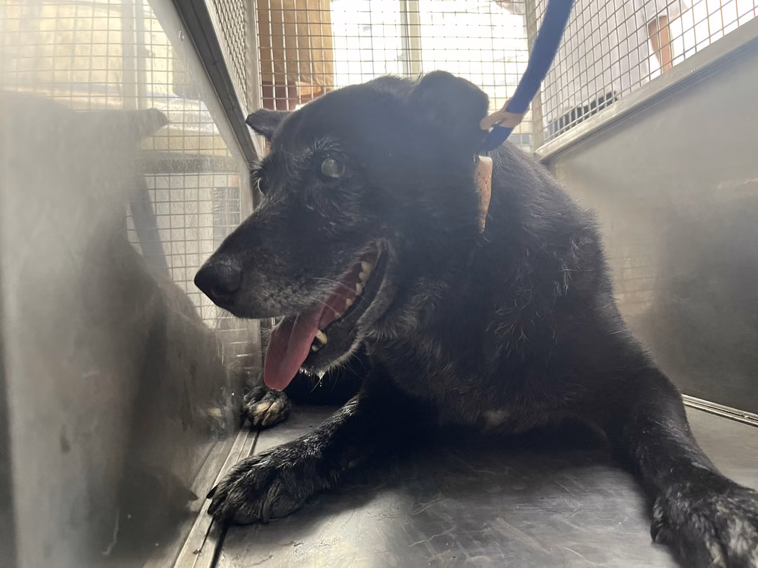 The dog, from the shelter's listing
