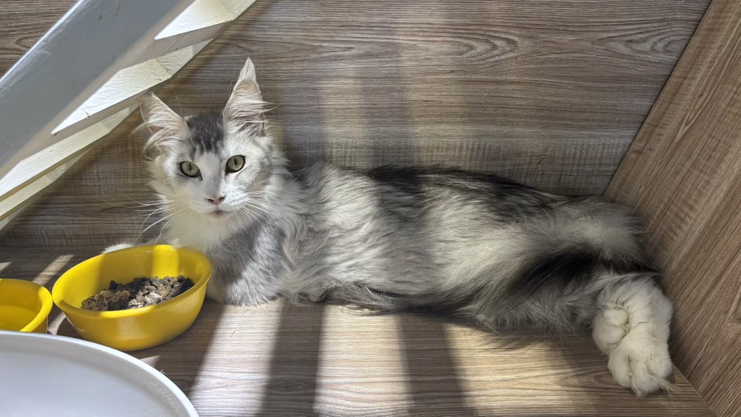 The cat, from the shelter's listing