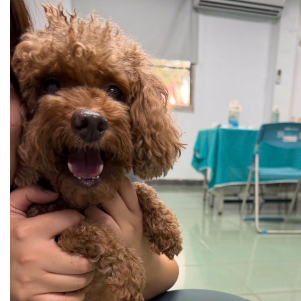 The dog, from the shelter's listing