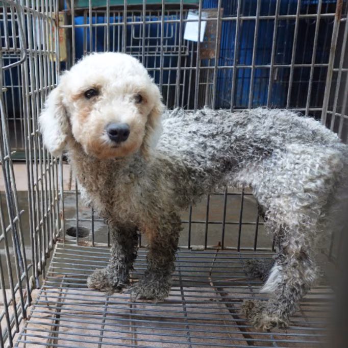 The dog, from the shelter's listing
