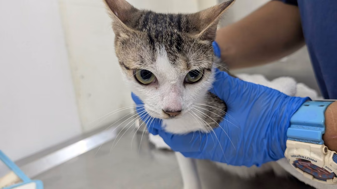 The cat, from the shelter's listing