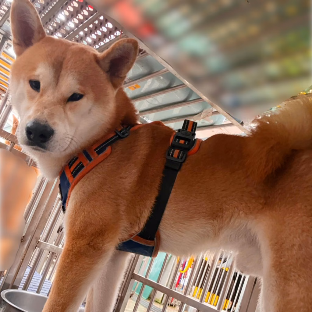 The dog, from the shelter's listing