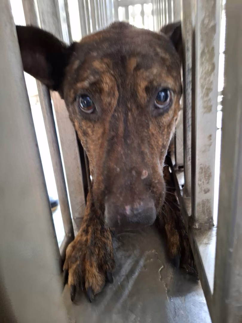 The dog, from the shelter's listing