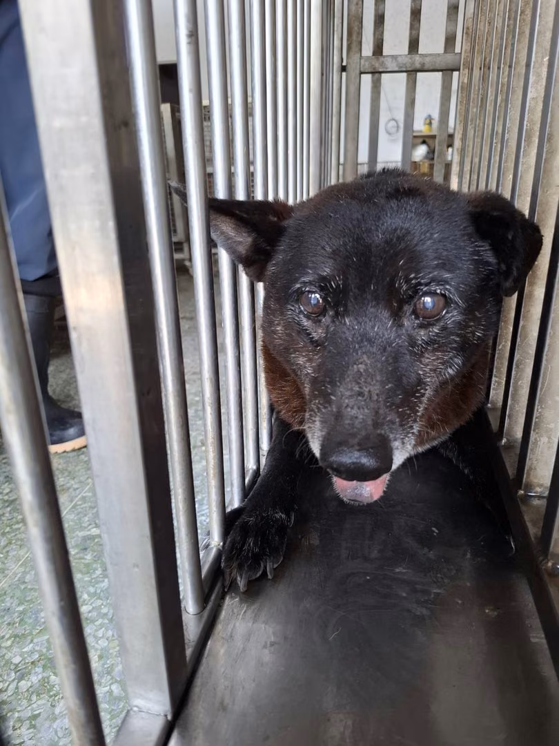 The dog, from the shelter's listing