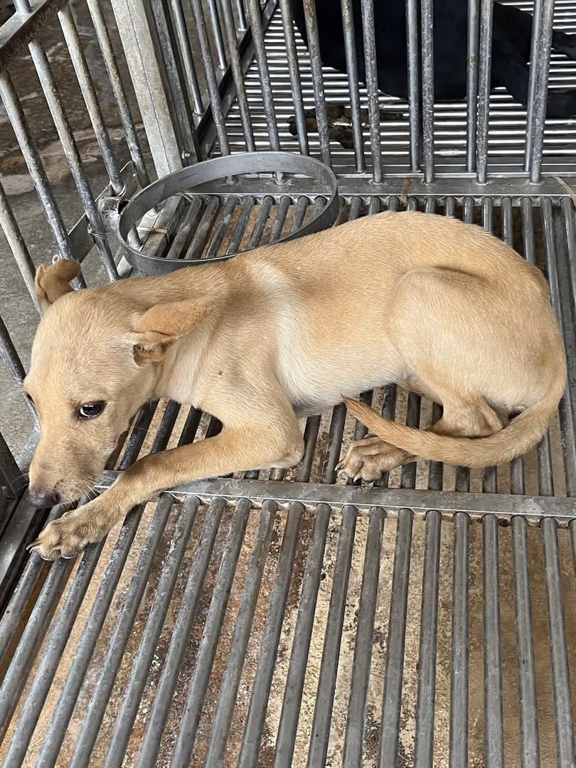 The dog, from the shelter's listing