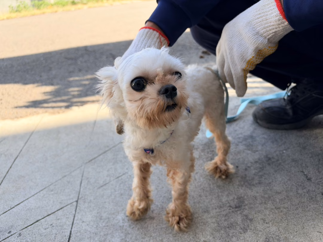 The dog, from the shelter's listing