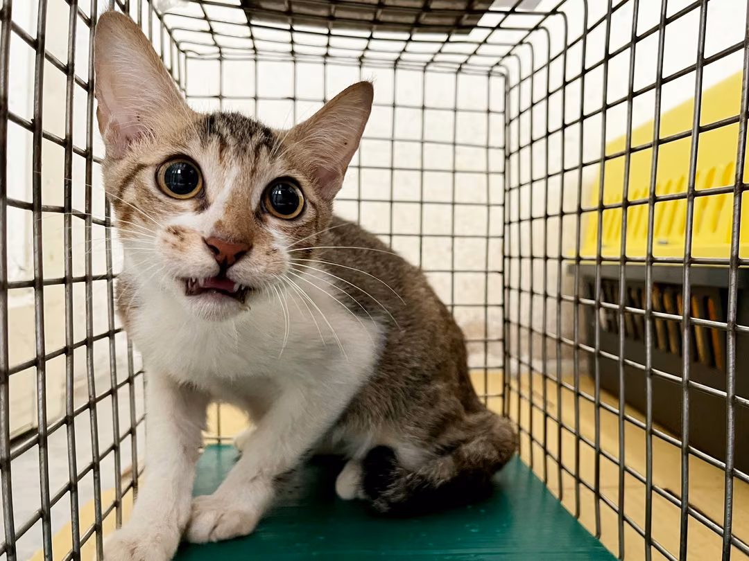 The cat, from the shelter's listing