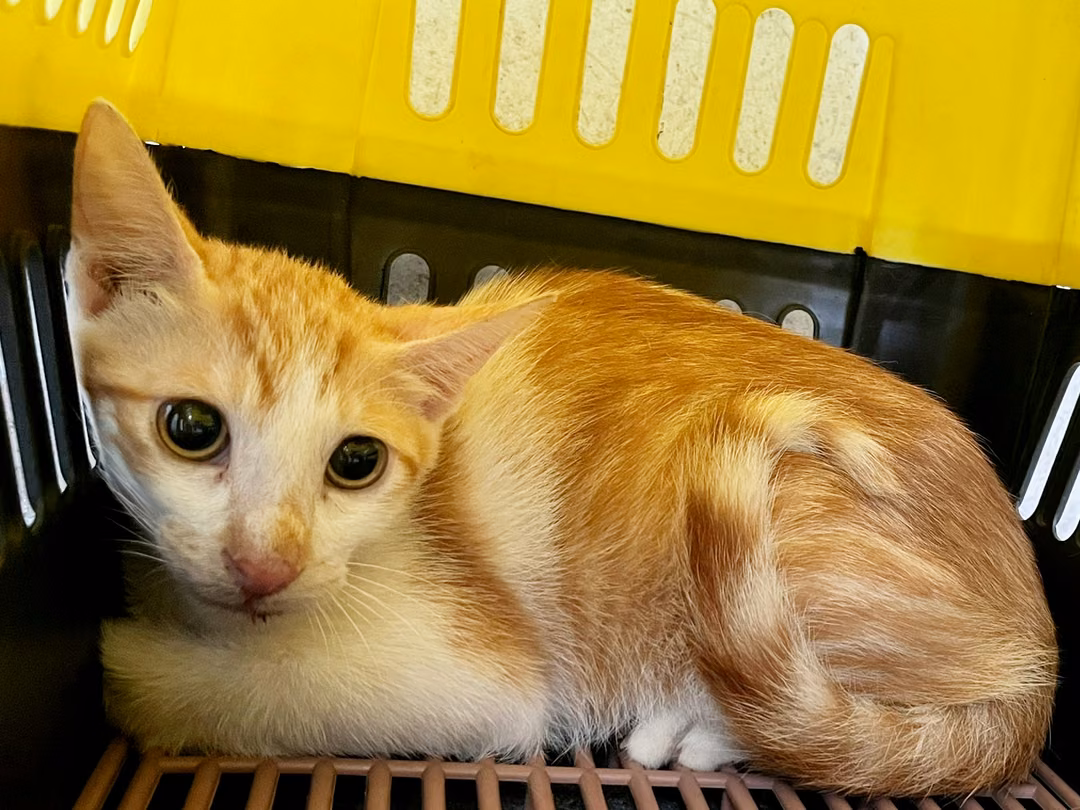 The cat, from the shelter's listing