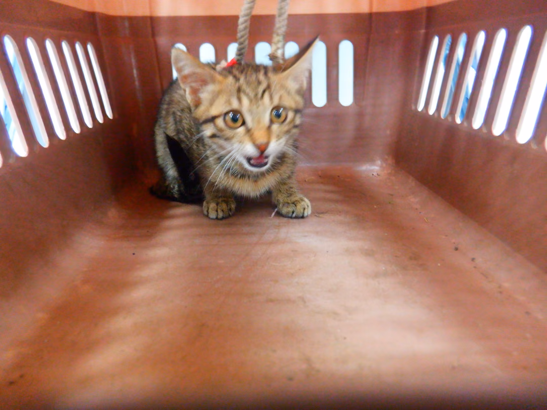 The cat, from the shelter's listing