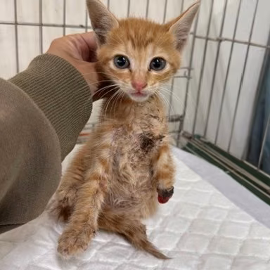 The cat, from the shelter's listing