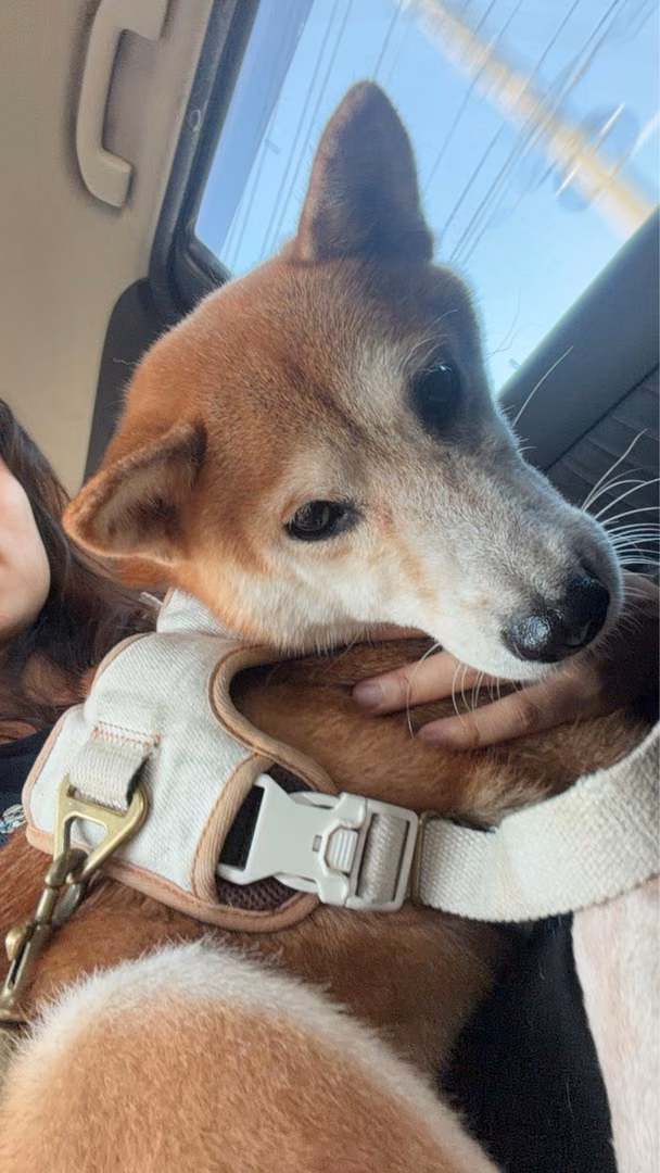 The dog, from the shelter's listing