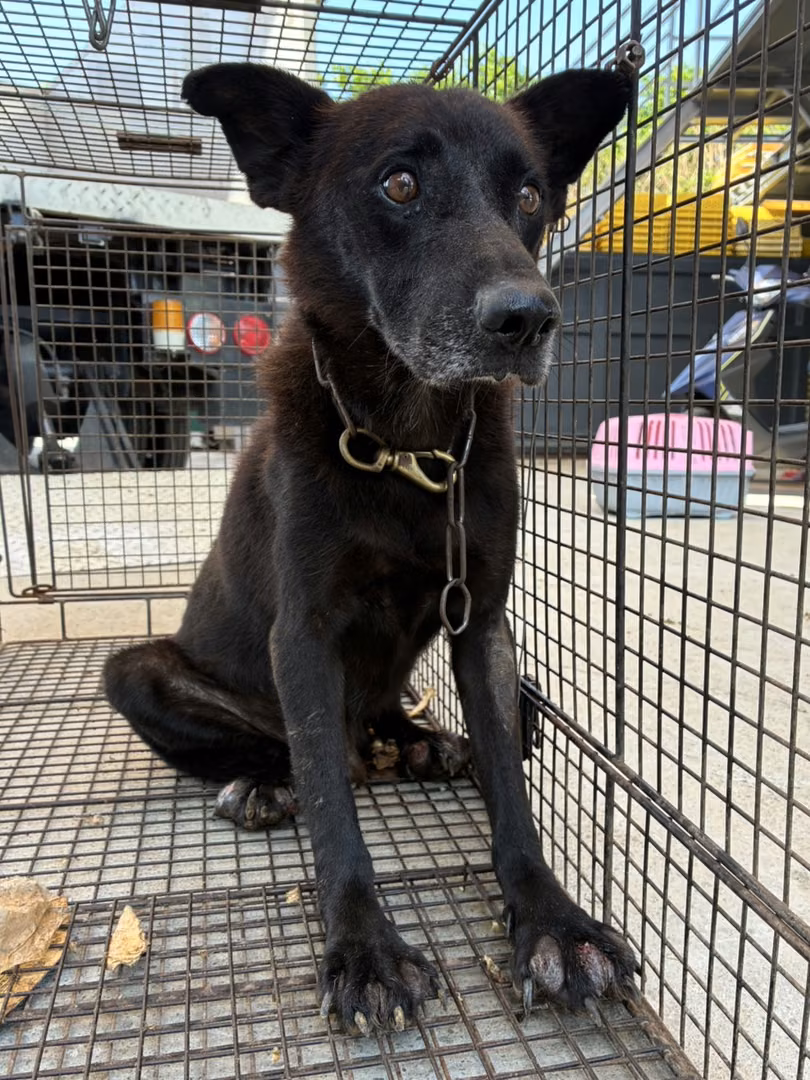 The dog, from the shelter's listing
