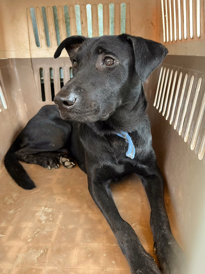 The dog, from the shelter's listing
