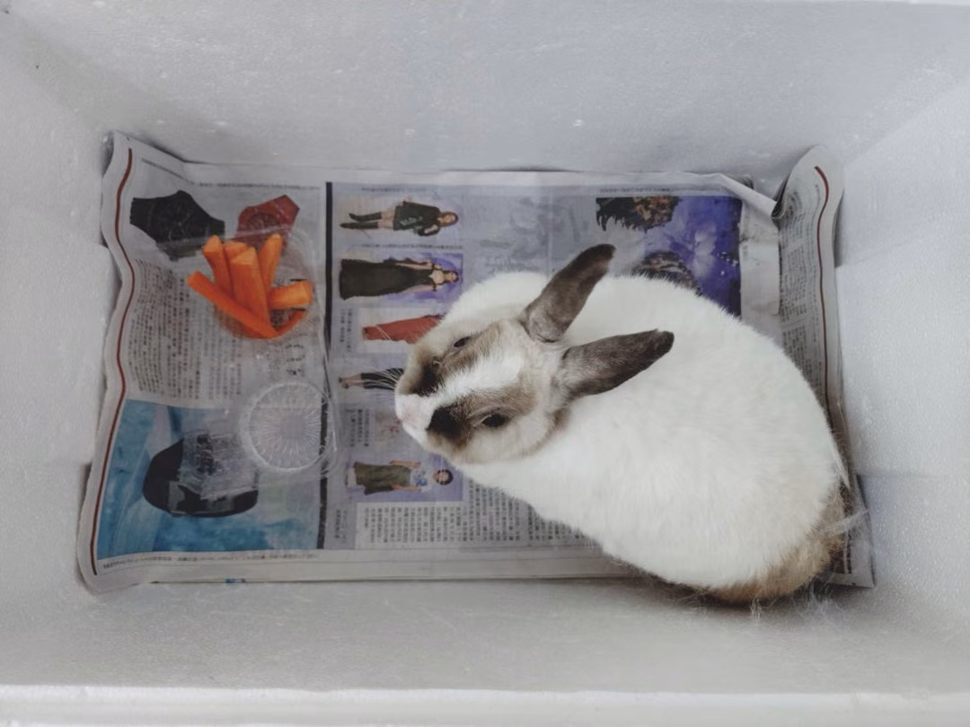 The rabbit, from the shelter's listing