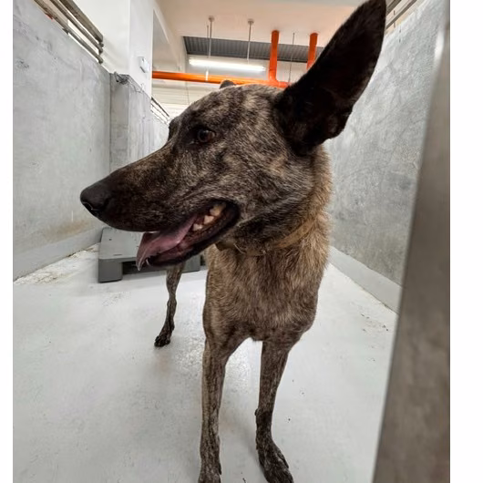 The dog, from the shelter's listing