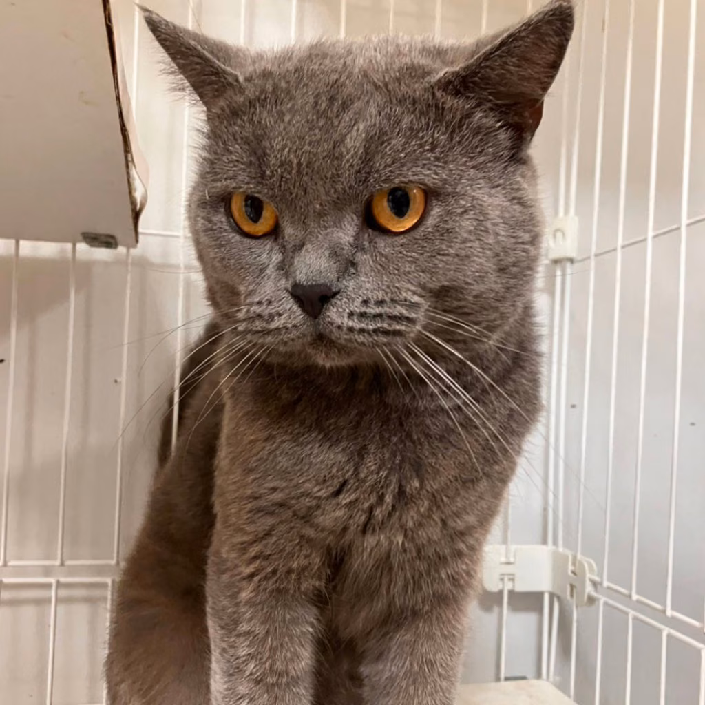 The cat, from the shelter's listing