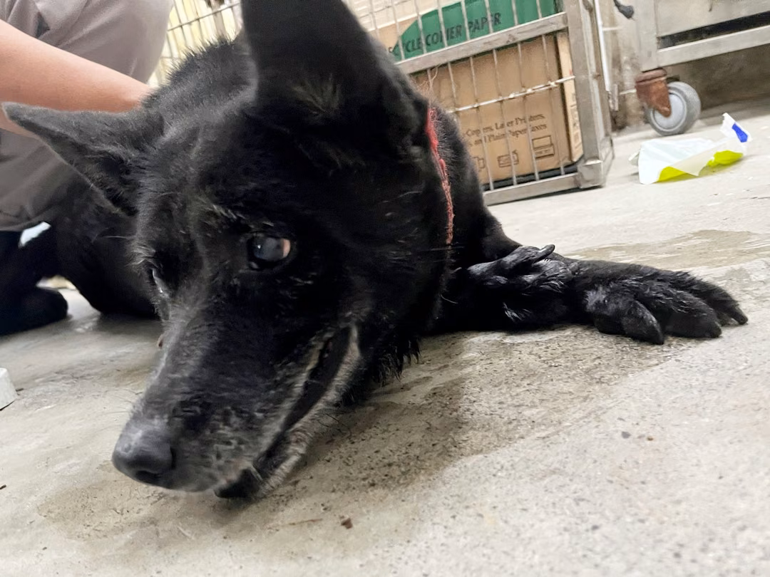 The dog, from the shelter's listing