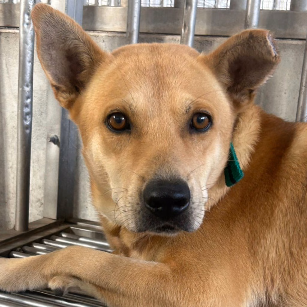 The dog, from the shelter's listing