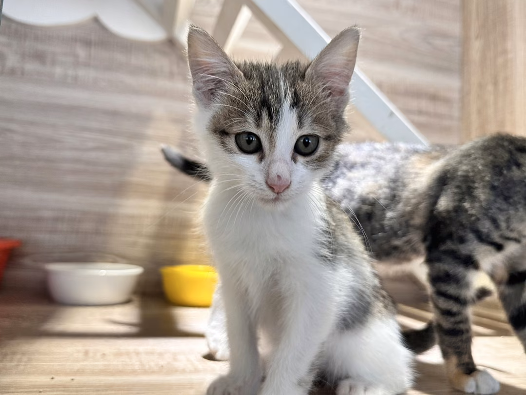 The cat, from the shelter's listing