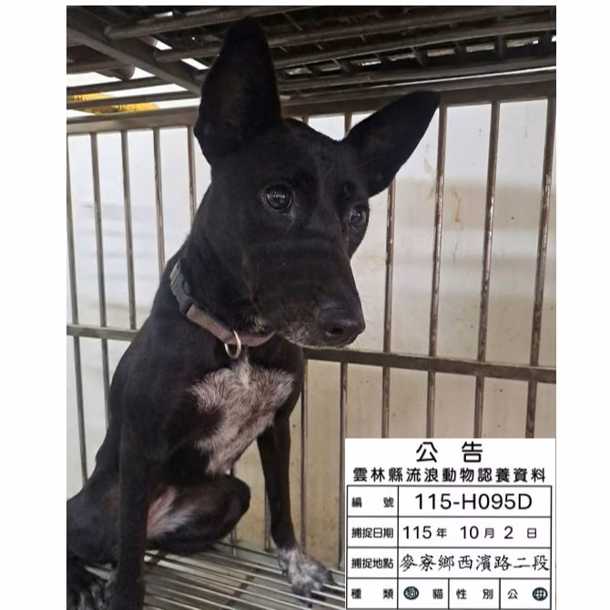 The dog, from the shelter's listing