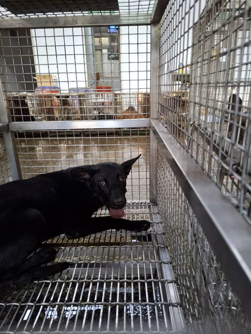 The dog, from the shelter's listing