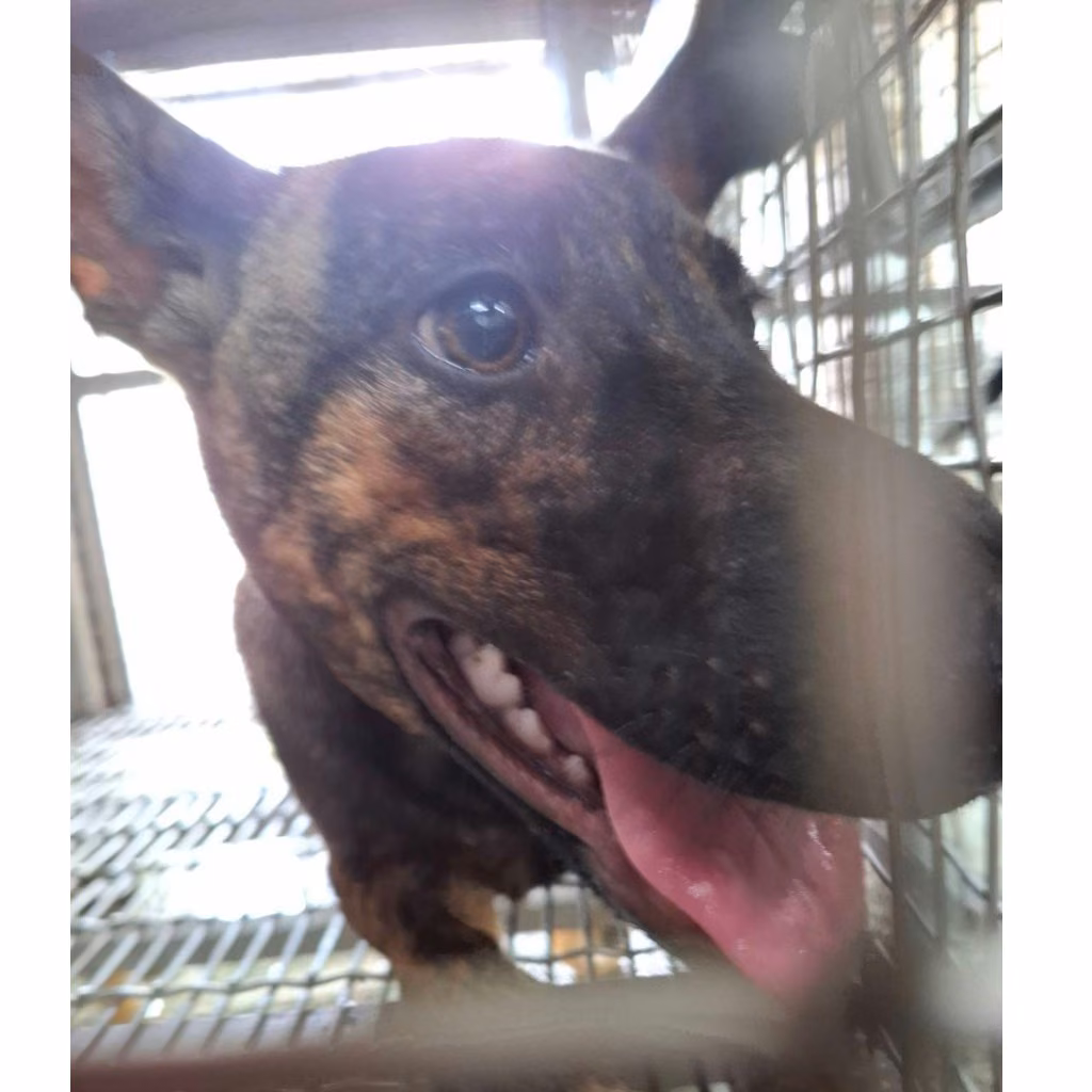 The dog, from the shelter's listing