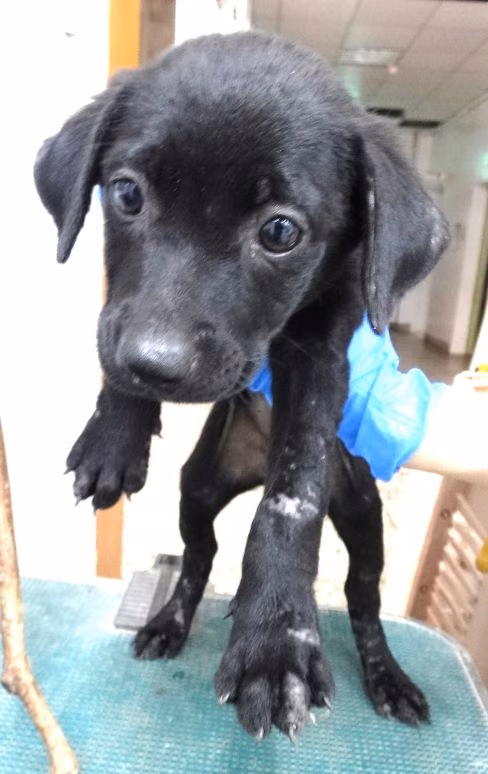 The dog, from the shelter's listing