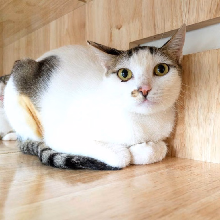 The cat, from the shelter's listing