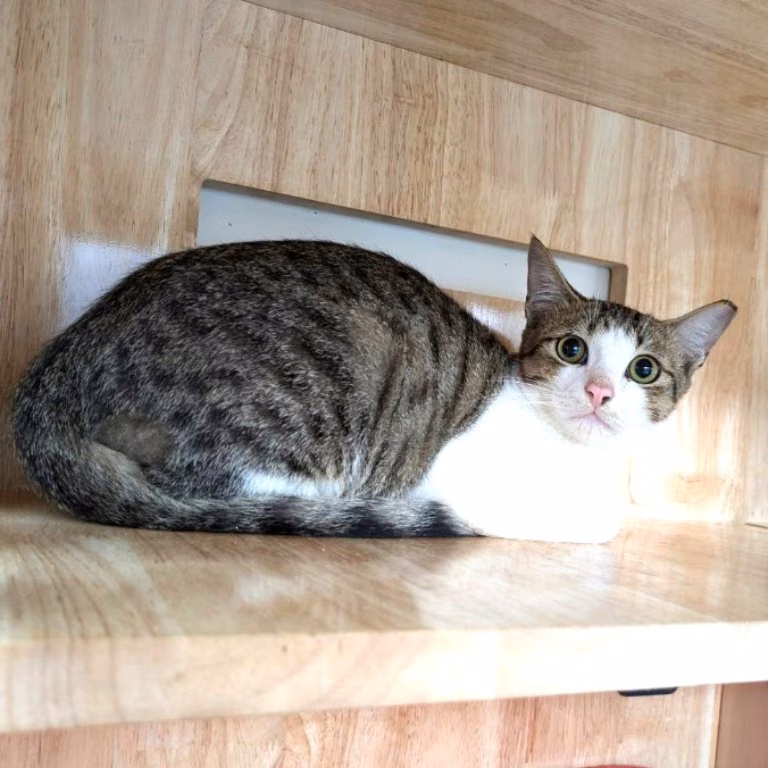 The cat, from the shelter's listing