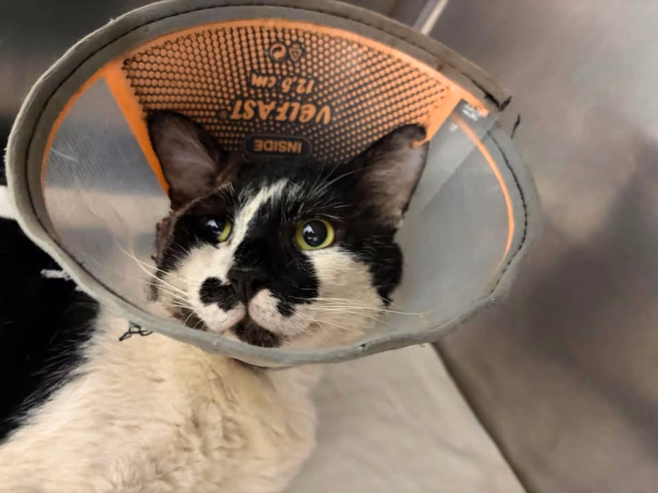 The cat, from the shelter's listing