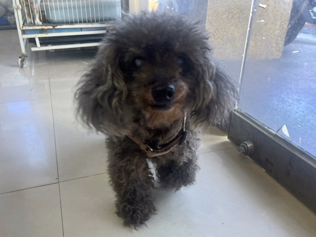 The dog, from the shelter's listing